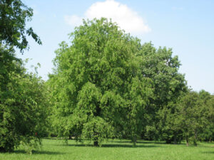 Alberi