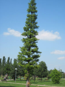 Alberi