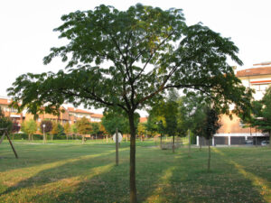 Albero al parco D'Avia