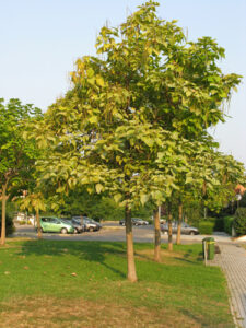 Catalpa Bignonioides Zolla