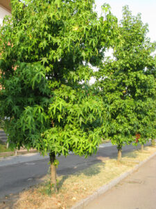 Liquidambar styraciflua