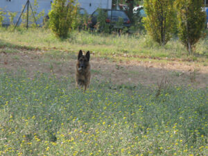 Un cane che gioca