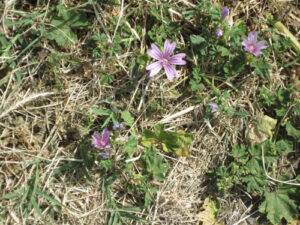 Fiore di Malva selvatica