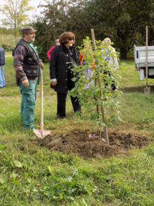 Il giardiniere rincalza la terra attorno alla quercia