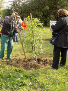 Come mettere a dimora una quercia in memoria