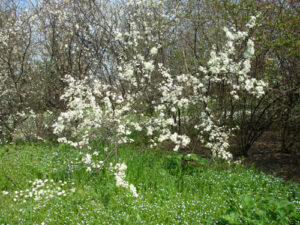 Fioritura primaverile