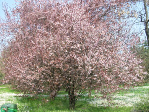 Alberi fioriti al parco in primavera