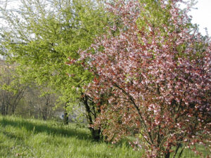 Cespugli fioriti in marzo