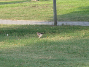 Gazza al parco D'Avia