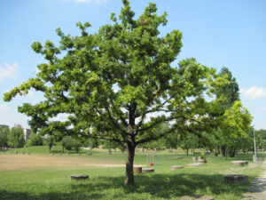 Gli alberi ci forniscono la fresca ombra