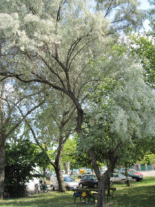 Alberi fioriti in primavera