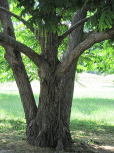 Tronchi possenti di alberi decennali