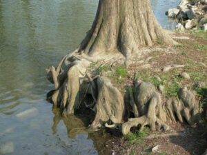 Alcuni alberi hanno radici scoperte sulla riva del laghetto