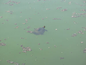 Nel laghetto ci sono le tartarughe d'acqua