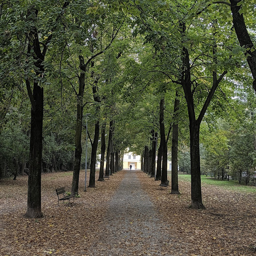 Viale del parco con alberi secolari